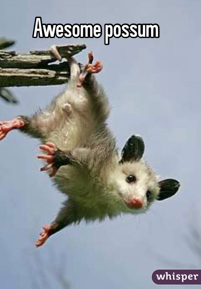 Awesome possum 