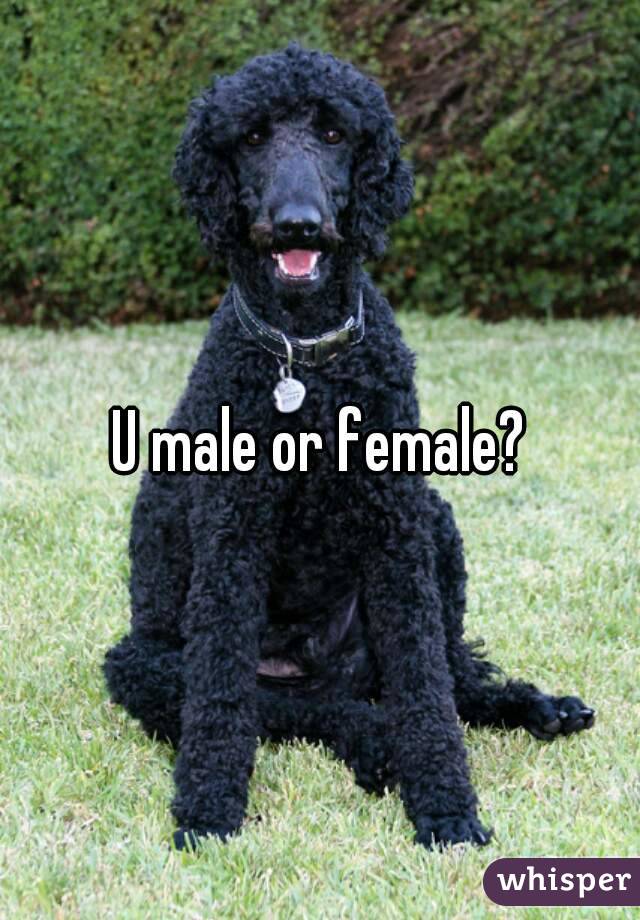 U male or female?