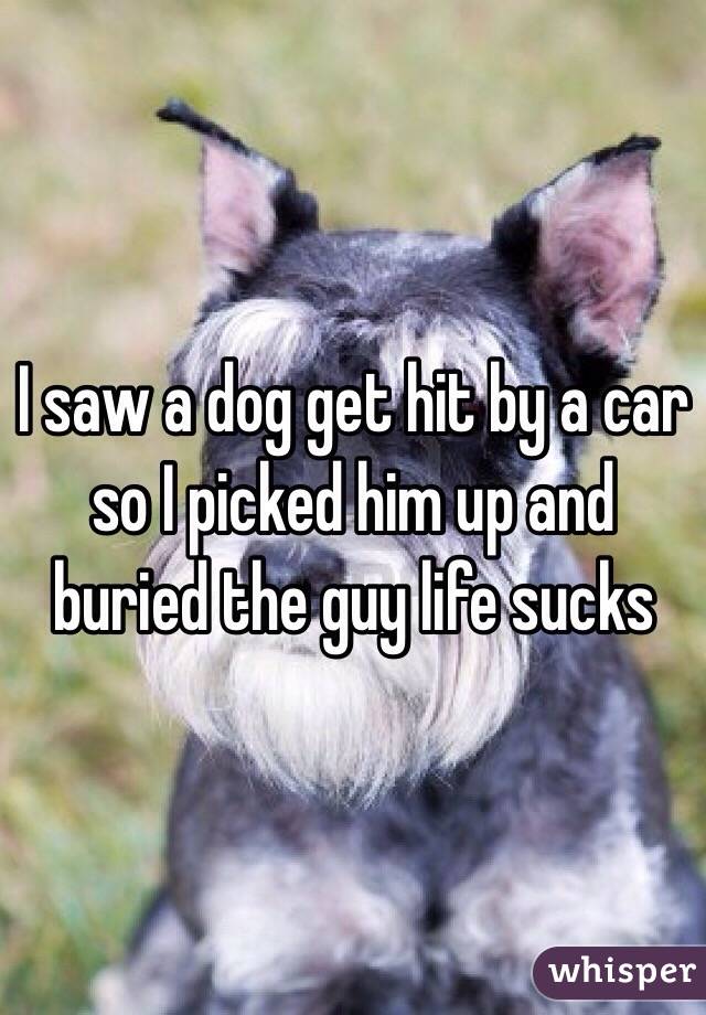I saw a dog get hit by a car so I picked him up and buried the guy life sucks 
