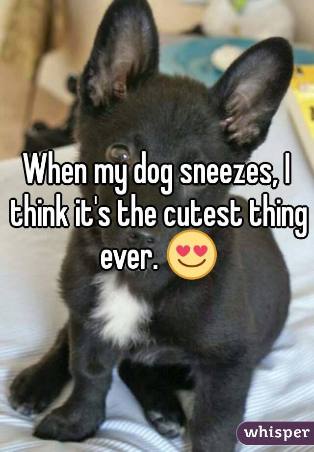 When my dog sneezes, I think it's the cutest thing ever. 😍