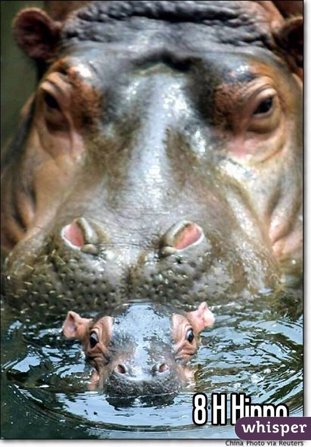 8 H Hippo