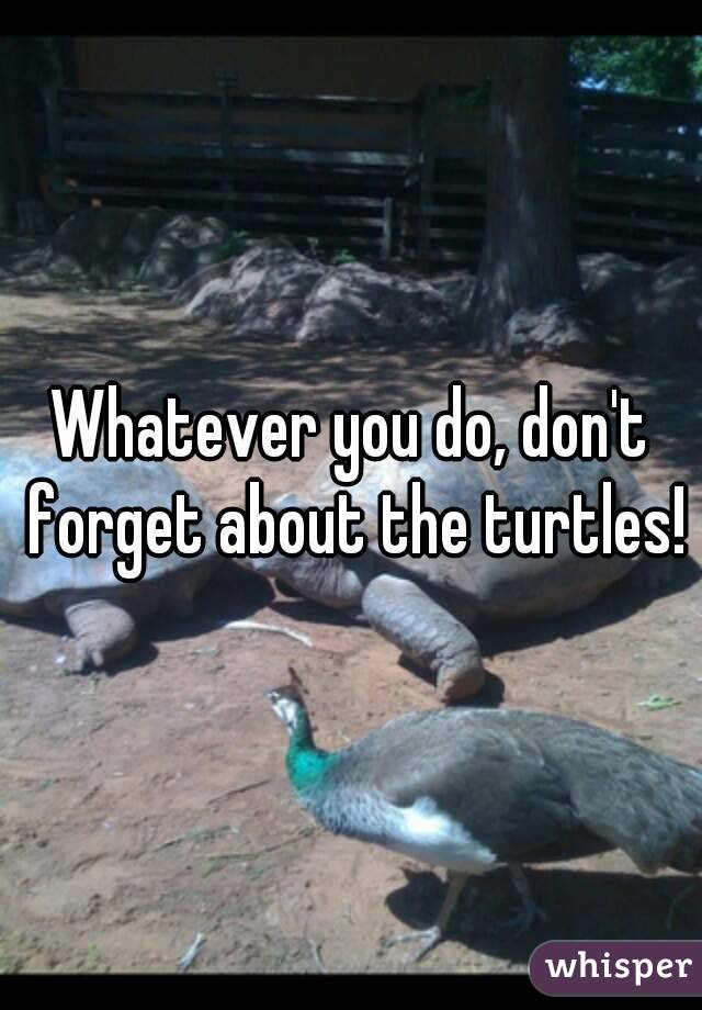 Whatever you do, don't forget about the turtles!