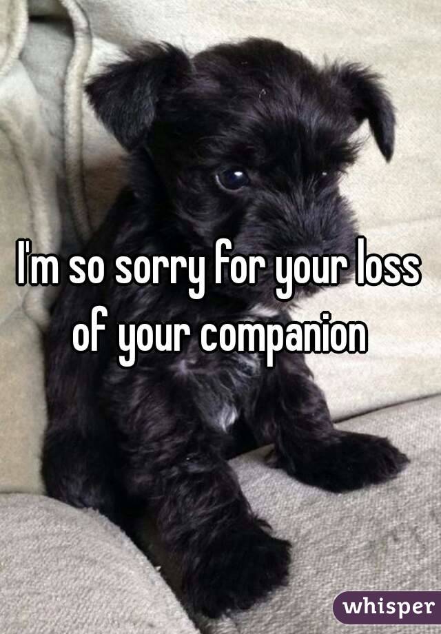 I'm so sorry for your loss of your companion 