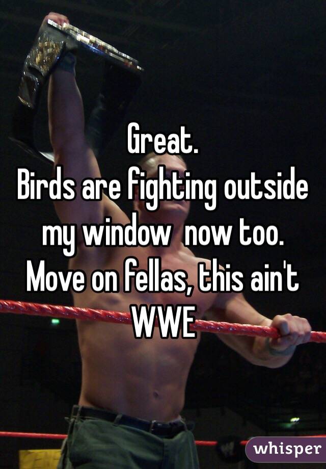 Great. 
Birds are fighting outside my window  now too. 
Move on fellas, this ain't WWE
