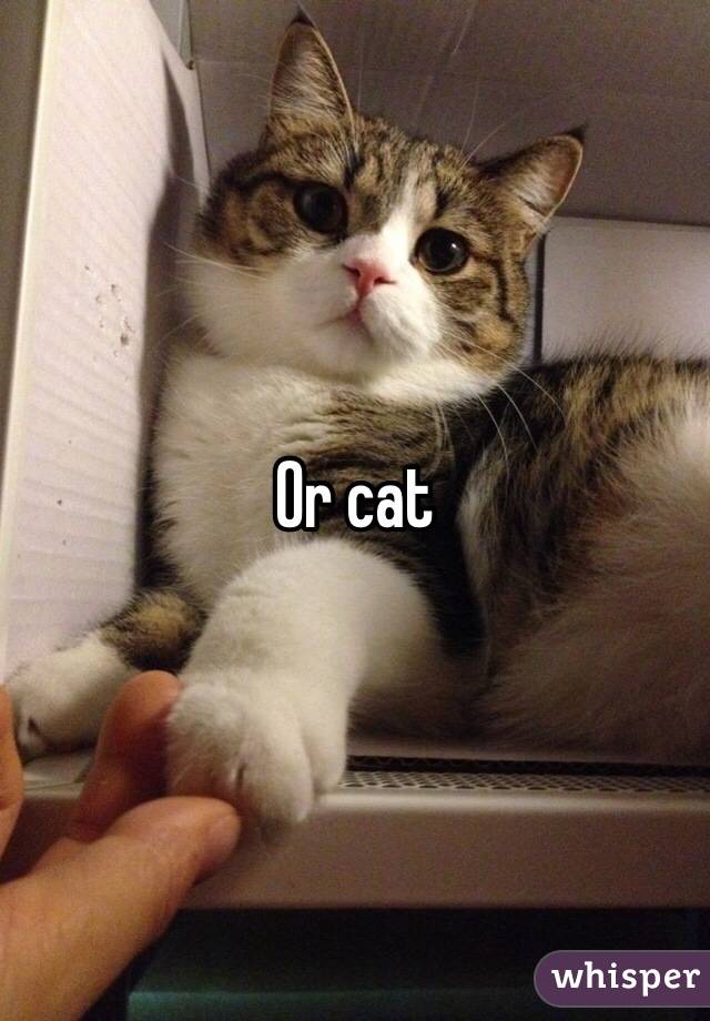 Or cat