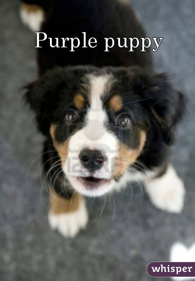 Purple puppy