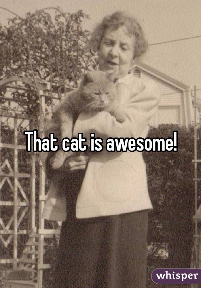 That cat is awesome!