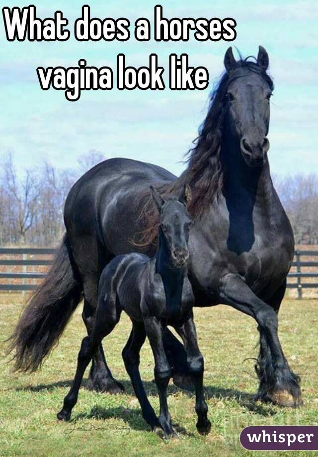 What does a horses vagina look like