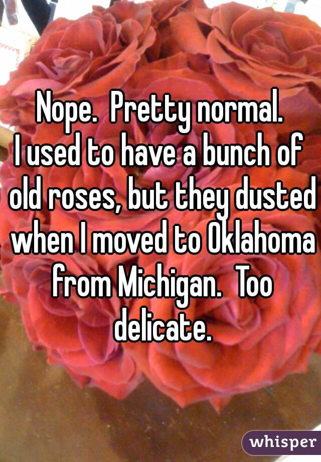Nope.  Pretty normal.
I used to have a bunch of old roses, but they dusted when I moved to Oklahoma from Michigan.  Too delicate.