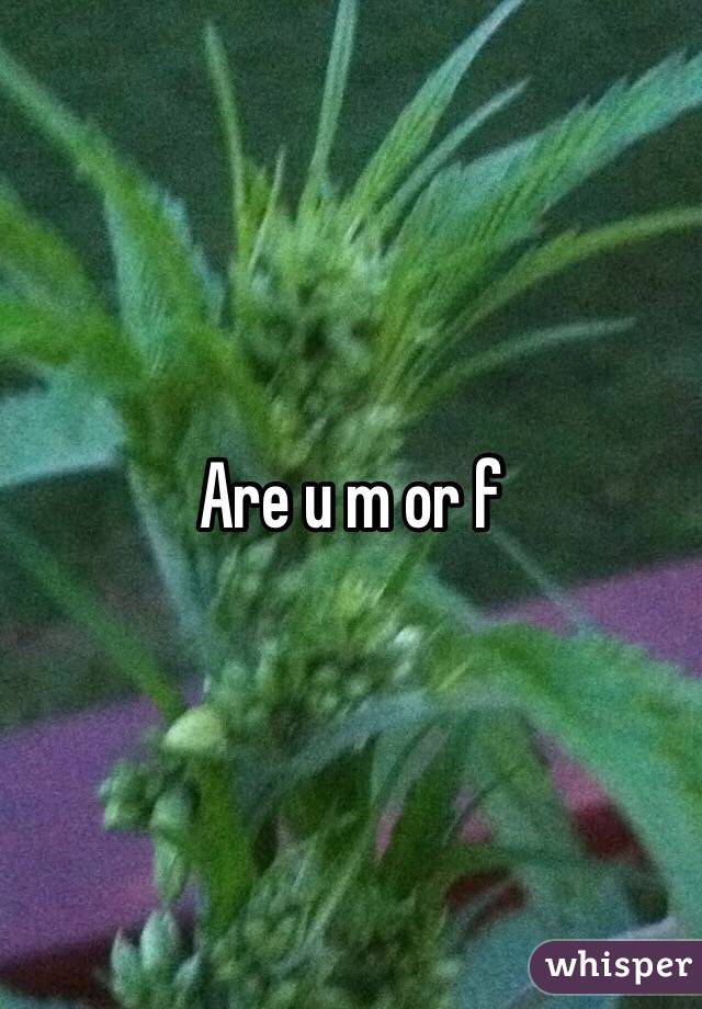 Are u m or f 