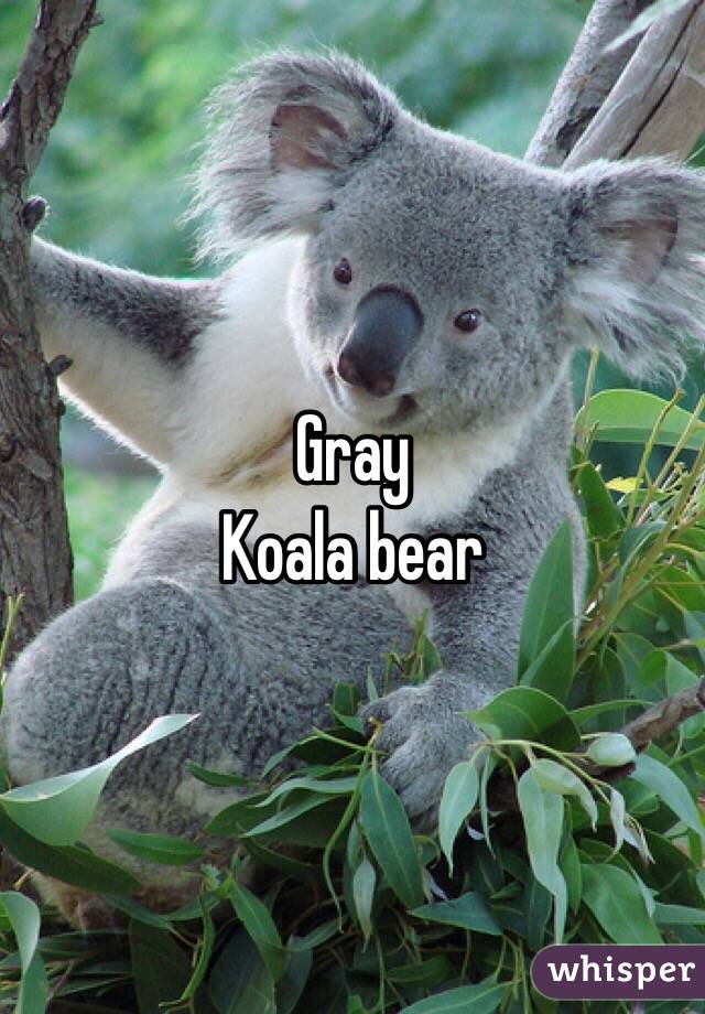 Gray
Koala bear