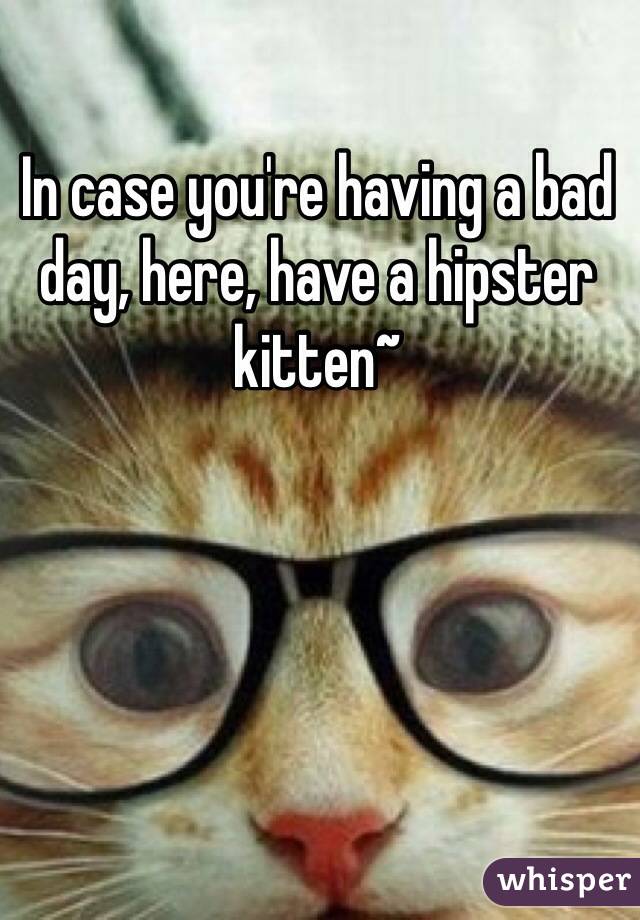 In case you're having a bad day, here, have a hipster kitten~