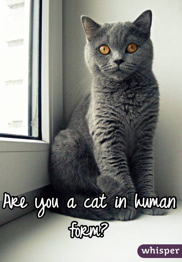 Are you a cat in human form? 