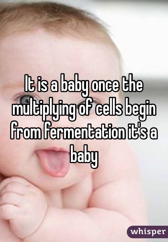 It is a baby once the multiplying of cells begin from fermentation it's a baby