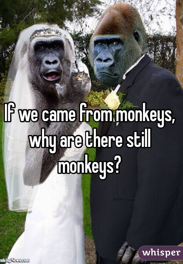 If we came from monkeys, why are there still monkeys?