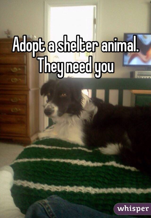 Adopt a shelter animal. They need you