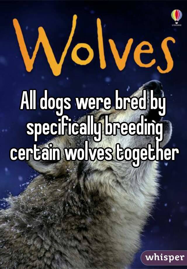 All dogs were bred by specifically breeding certain wolves together