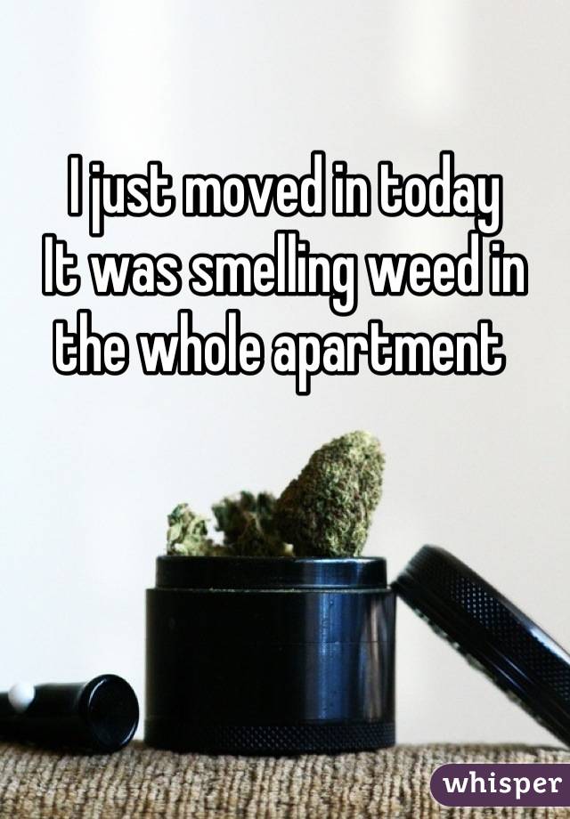 I just moved in today
It was smelling weed in the whole apartment 