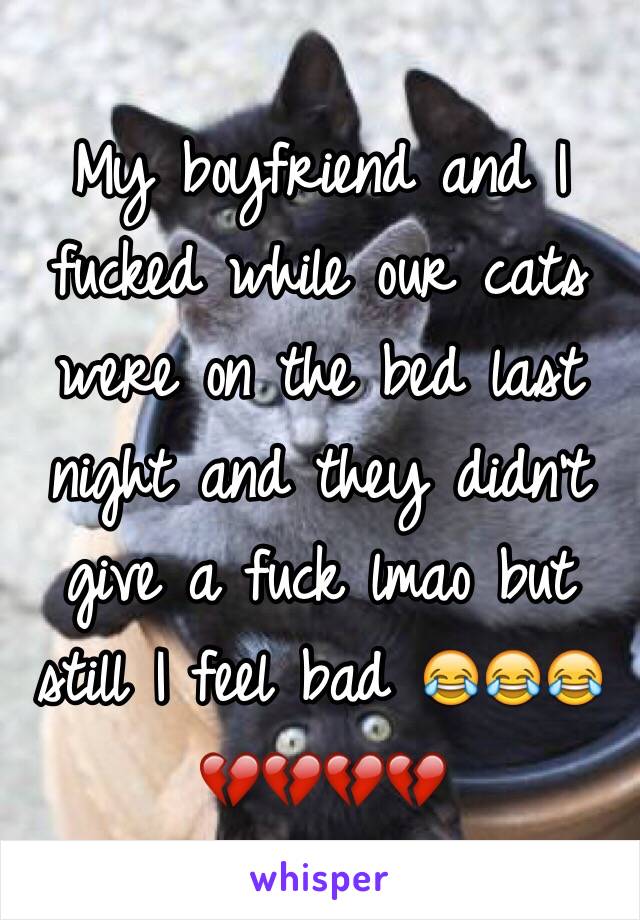 My boyfriend and I fucked while our cats were on the bed last night and they didn't give a fuck lmao but still I feel bad 😂😂😂💔💔💔💔