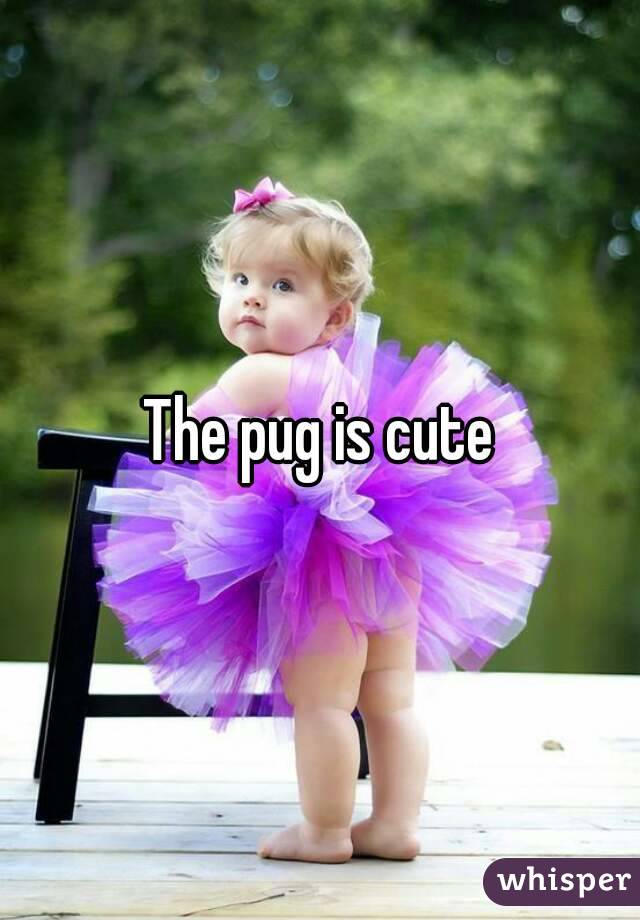 The pug is cute