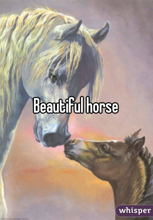 Beautiful horse
