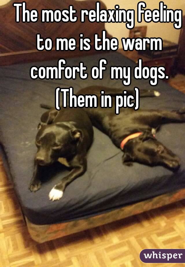 The most relaxing feeling to me is the warm comfort of my dogs.
(Them in pic)