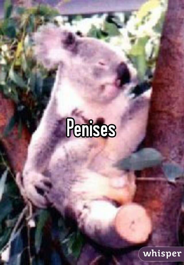 Penises
