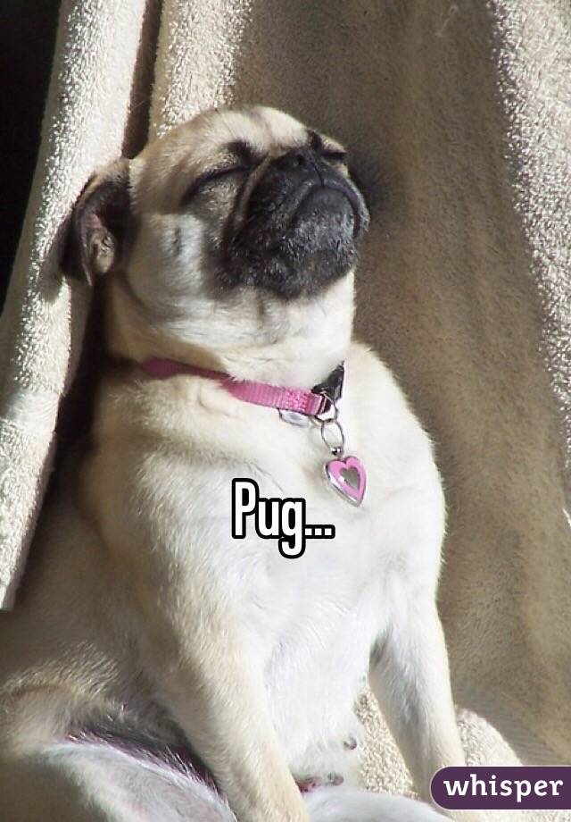 Pug...