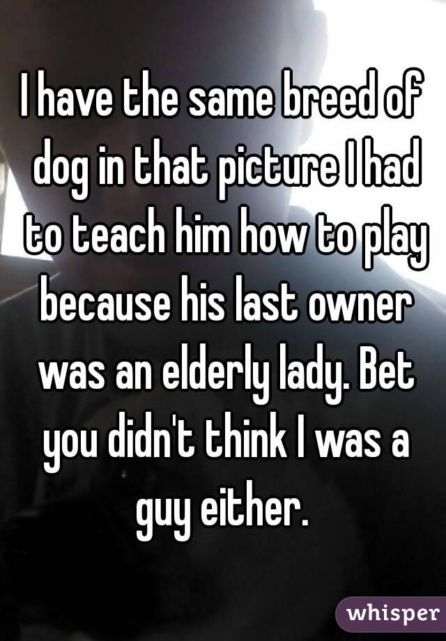 I have the same breed of dog in that picture I had to teach him how to play because his last owner was an elderly lady. Bet you didn't think I was a guy either. 