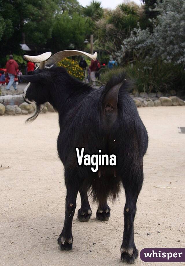 Vagina