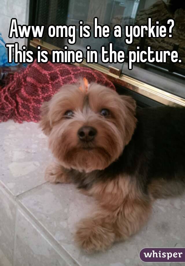 Aww omg is he a yorkie? This is mine in the picture.
