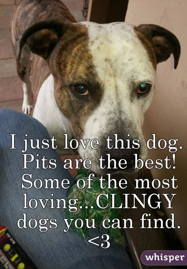 I just love this dog. Pits are the best! Some of the most loving...CLINGY dogs you can find. <3