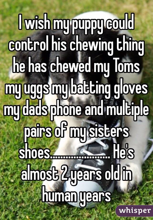 I wish my puppy could control his chewing thing he has chewed my Toms my uggs my batting gloves my dads phone and multiple pairs of my sisters shoes....................... He's almost 2 years old in human years