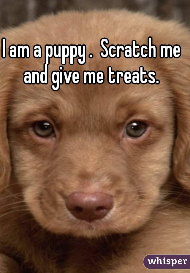 I am a puppy .  Scratch me and give me treats. 