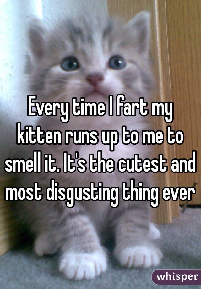 Every time I fart my kitten runs up to me to smell it. It's the cutest and most disgusting thing ever 