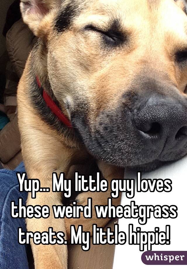 Yup... My little guy loves these weird wheatgrass treats. My little hippie!