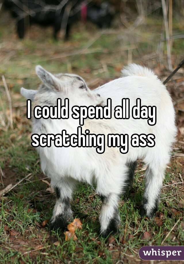 I could spend all day scratching my ass