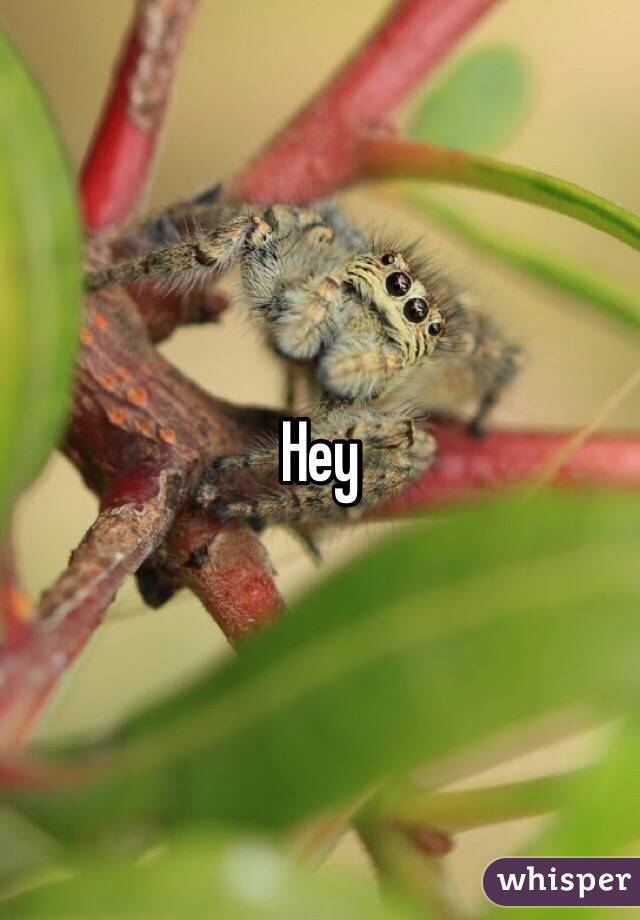 Hey