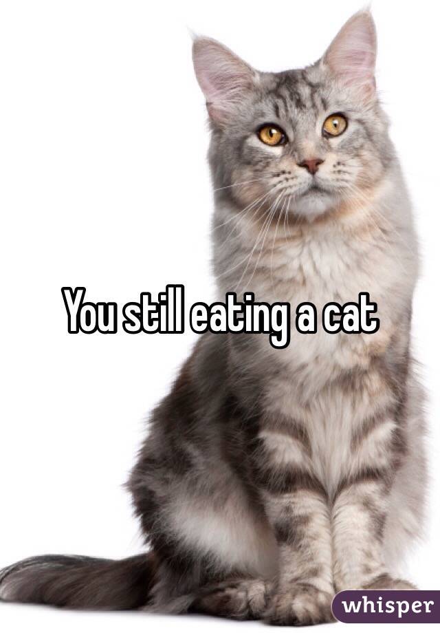 You still eating a cat