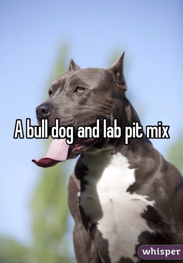 A bull dog and lab pit mix