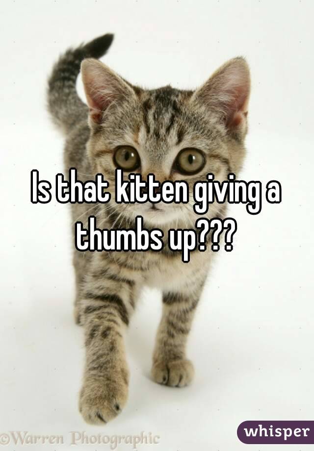 Is that kitten giving a thumbs up??? 