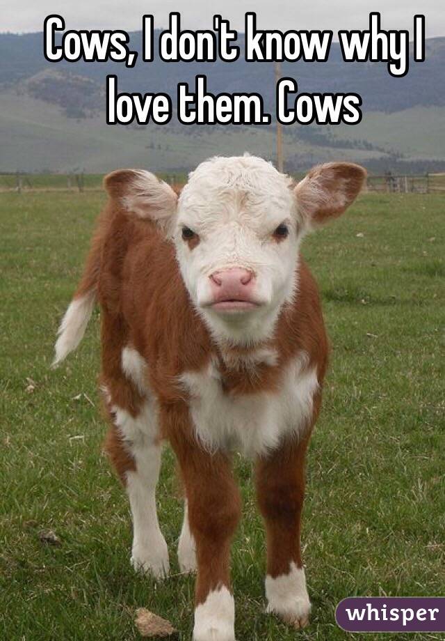 Cows, I don't know why I love them. Cows