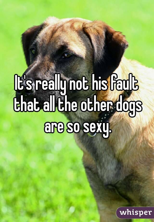 It's really not his fault that all the other dogs are so sexy.