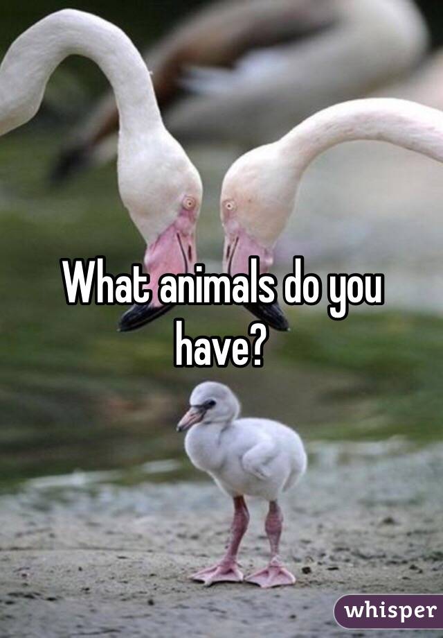 What animals do you have?