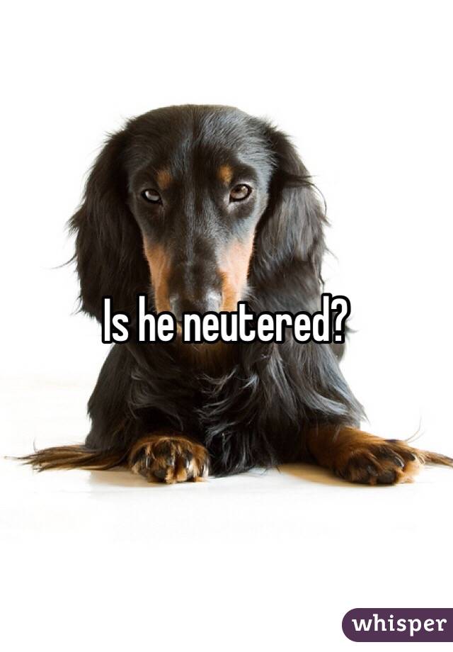 Is he neutered?