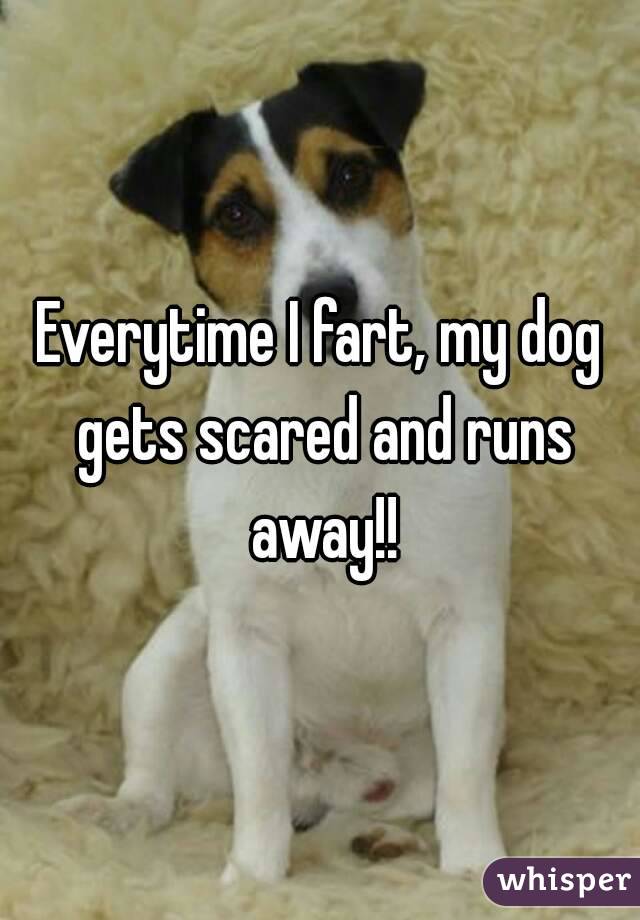 Everytime I fart, my dog gets scared and runs away!!