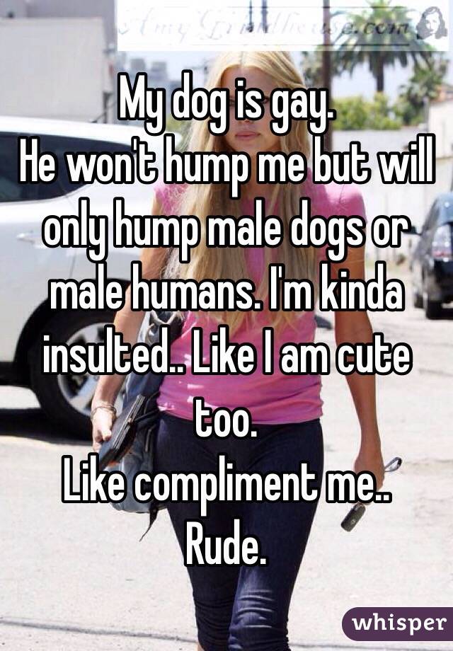 My dog is gay. 
He won't hump me but will only hump male dogs or male humans. I'm kinda insulted.. Like I am cute too. 
Like compliment me.. 
Rude. 