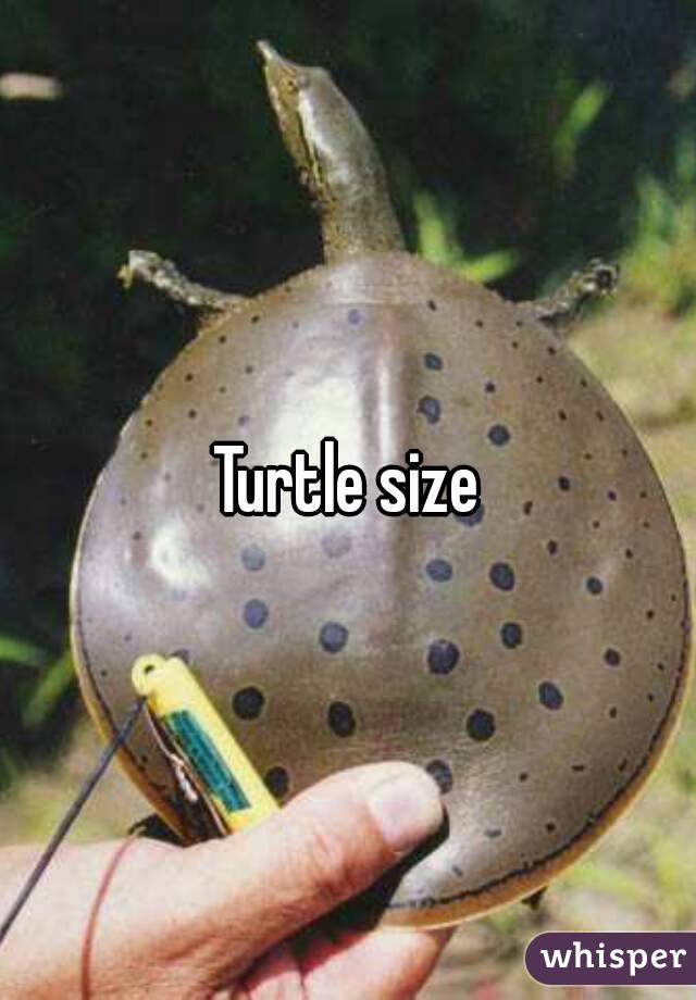 Turtle size