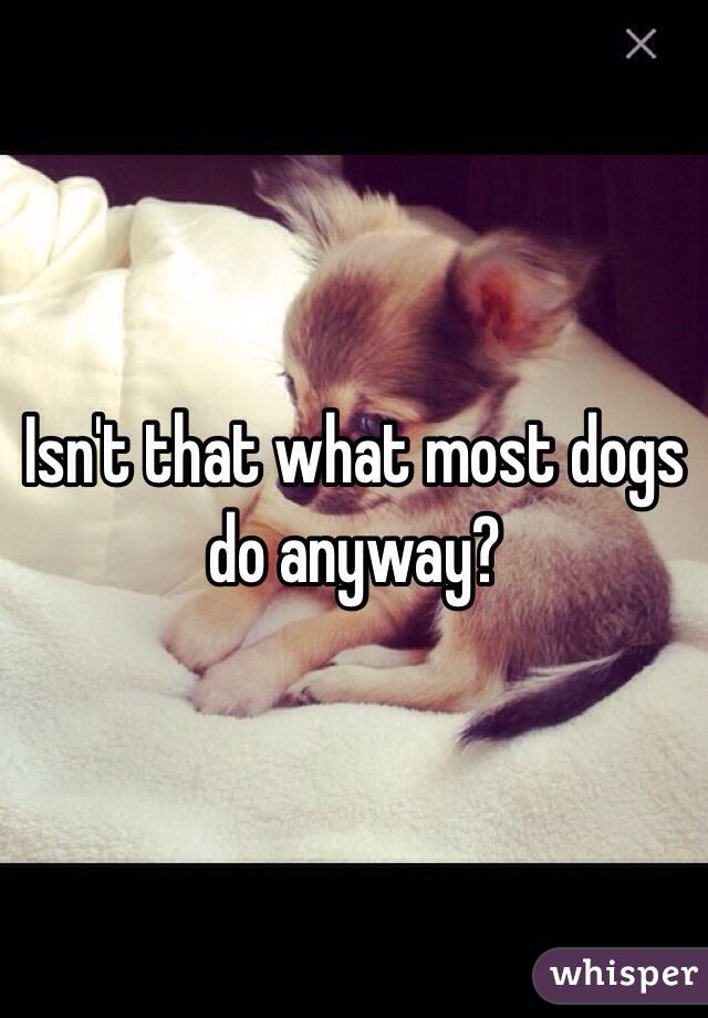 Isn't that what most dogs do anyway?