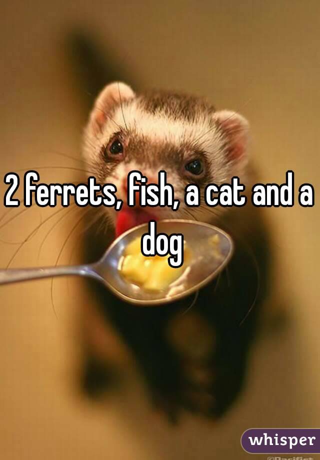 2 ferrets, fish, a cat and a dog